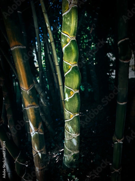 Obraz Bamboo forest