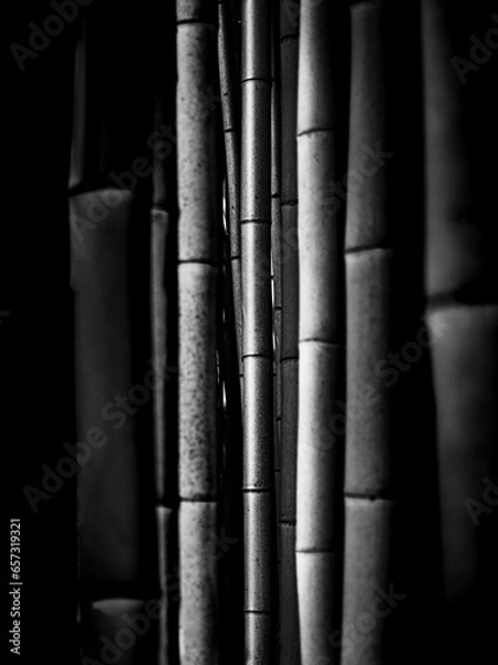 Obraz Bamboo forest in black and white, tropical Asian exotic atmosphere. Green trees in meditative feng shui zen garden. Peaceful calm grove, the harmony of morning freshness in the scrub.