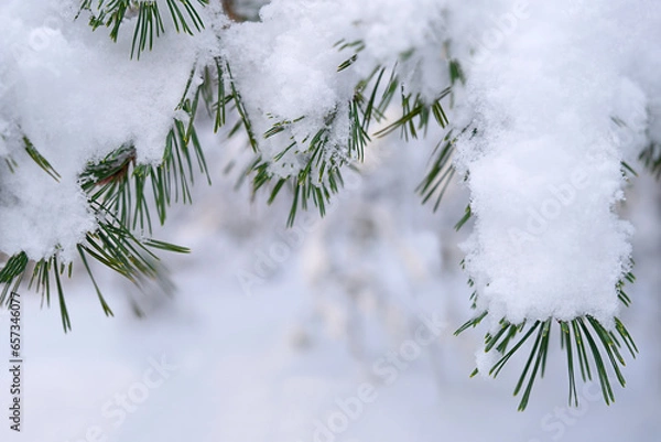 Obraz Snow covered pine, or fir branches in white snow. Frost sunny day outdoor. Winter natural forest landscape.