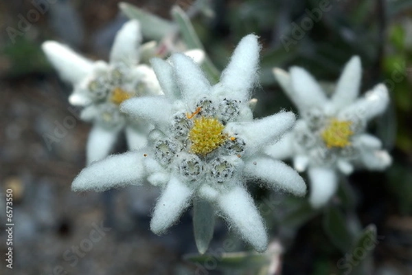 Obraz edelweiss