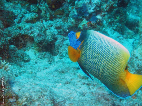 Obraz pesce angelo imperatore