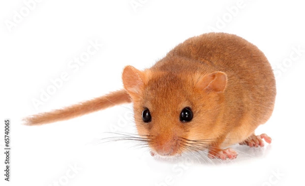 Obraz Common hazel dormouse isolated on white background