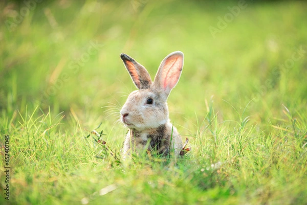 Fototapeta Charming Little Rabbit Enjoying and playing on Green Grass. Small Bunny in the Warm Glow of a Summer Sunset.