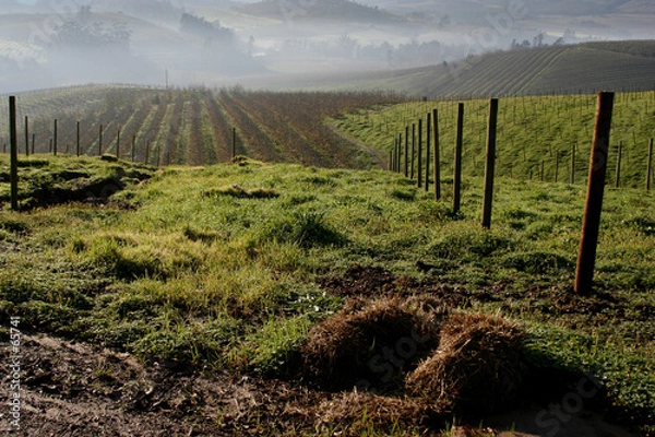 Fototapeta przygotowanie winnicy
