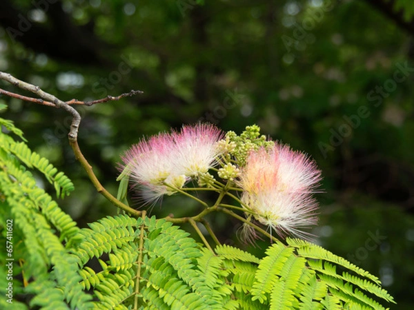 Obraz ネムノキの花2