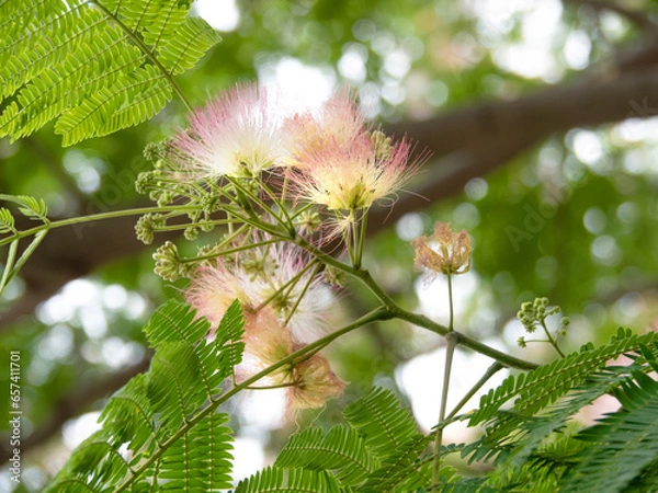 Obraz ネムノキの花1