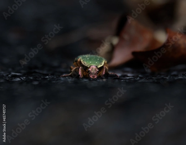 Obraz 正面ハナムグリ