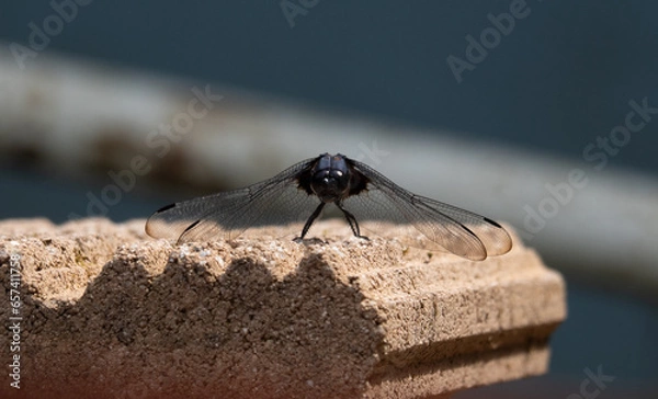 Obraz 正面シオカラトンボ