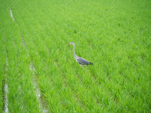 Obraz 田園に青鷺