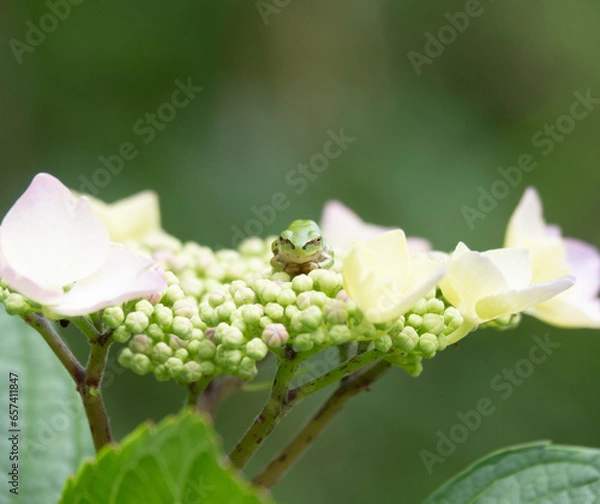 Fototapeta アジサイとアマガエル2