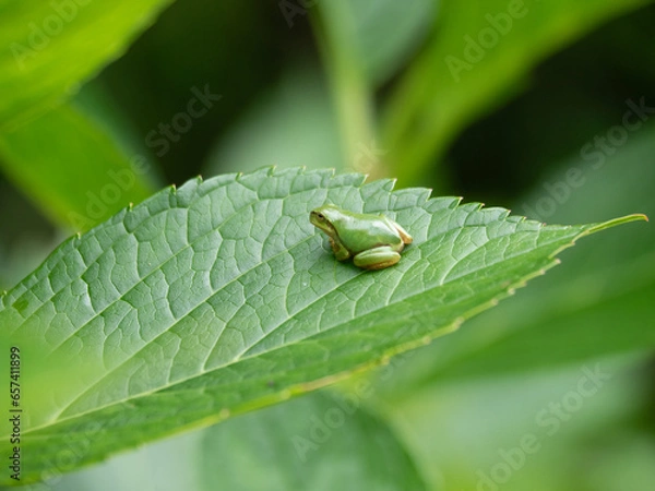 Obraz アジサイとアマガエル1