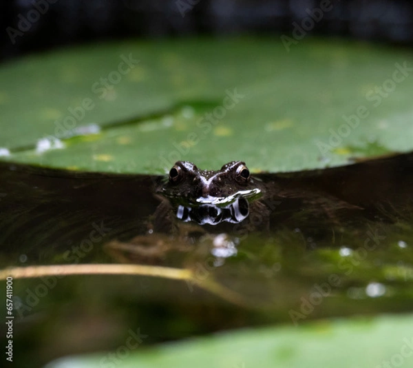 Obraz 顔出しカエル
