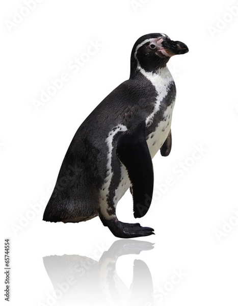 Obraz African penguin
