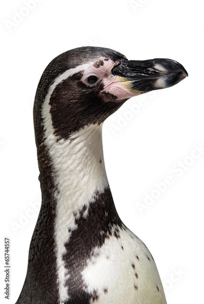 Obraz African penguin