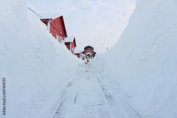 Fototapeta a large happy dog runs along the wooden floor between snow drifts to its owner on a frosty day