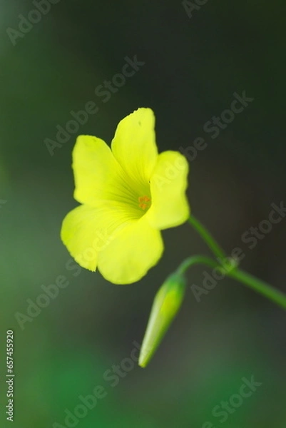 Fototapeta 可憐なオオキバナカタバミ