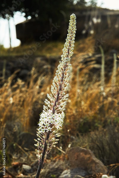 Fototapeta Scilla marittima