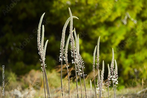 Fototapeta Scilla marittima