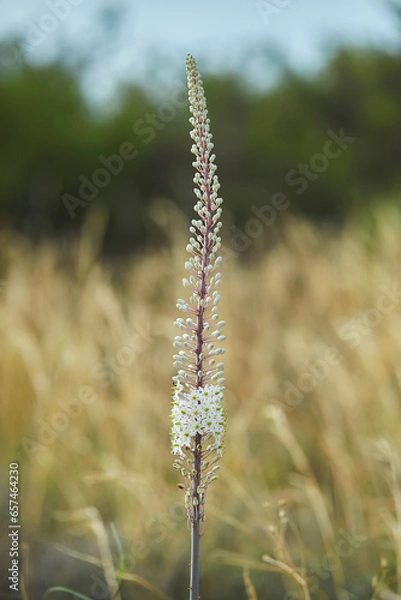 Fototapeta Scilla marittima