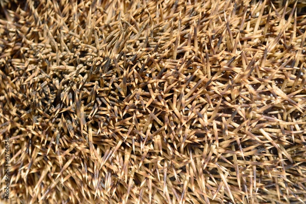 Fototapeta Igelstacheln, q.