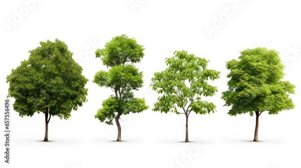 Fototapeta ollection of Isolated Trees on white background , A beautiful trees from Thailand , Suitable for use in architectural design , Decoration work , Used with natural articles both on print and website.
