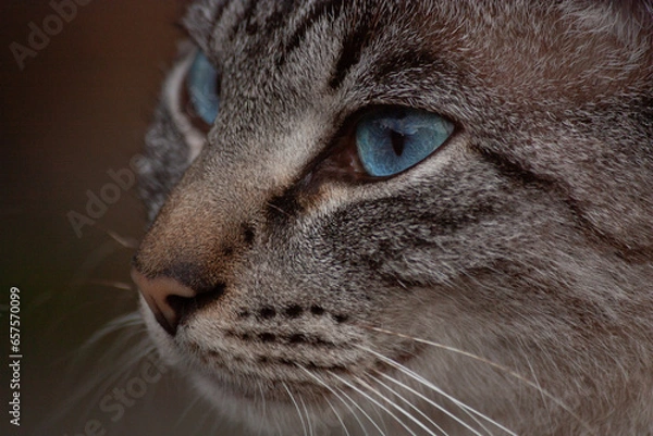 Obraz Primer plano gato