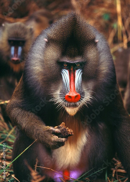 Fototapeta mandrill