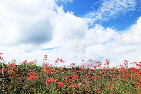 Fototapeta 斜面に咲く赤色の彼岸花