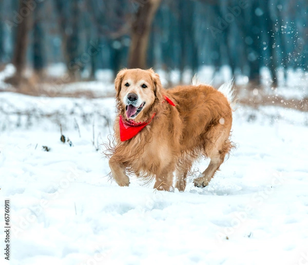 Fototapeta golden retriever walk in the park