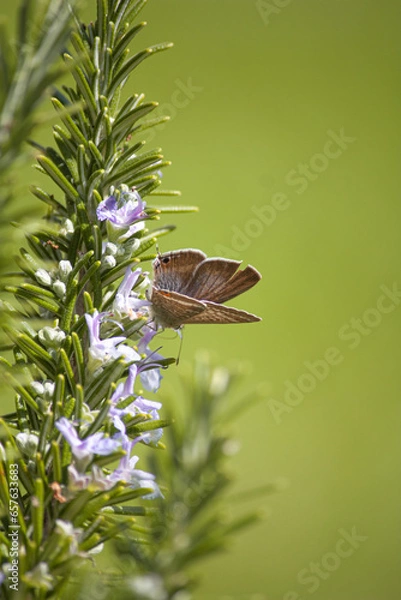 Obraz Mariposa en flor