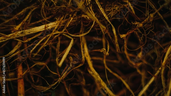 Fototapeta background of a tree