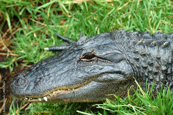 Obraz north american alligator head