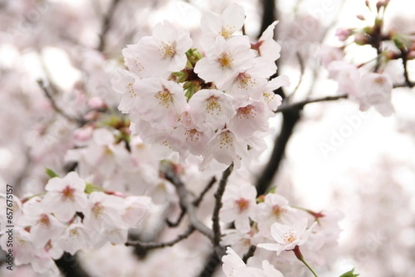 Fototapeta cherry blossom in spring