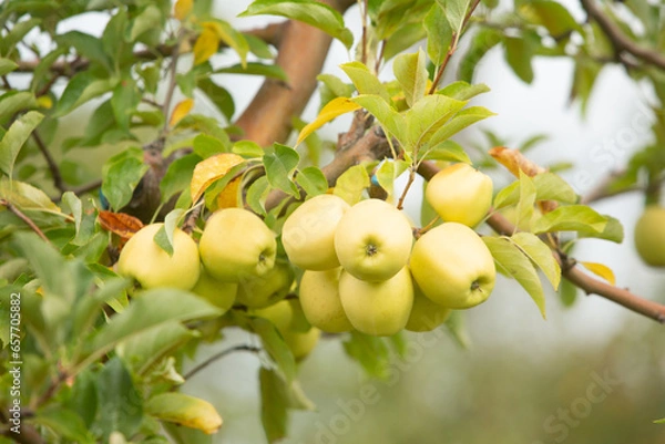 Fototapeta Red apples on apple tree in orchard. Ripe apples ready to harvest.