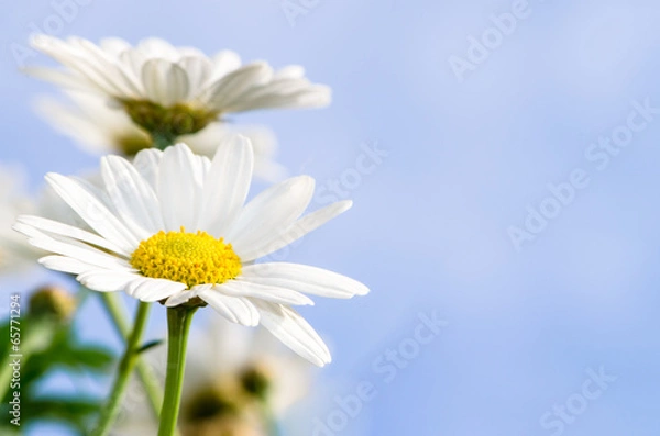 Obraz Biała Daisy