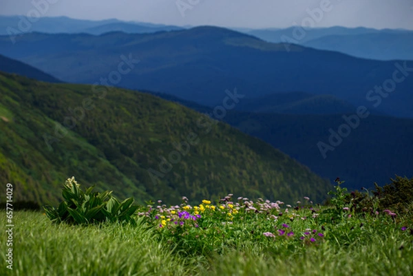 Fototapeta Floristic biodiversity in the Carpathians. A carpet of blooming alpine meadows overlooking mountain ranges. Unique ecosystems of the Carpathian Mountains, Chornohora range, Ukraine. Photo wallpaper.