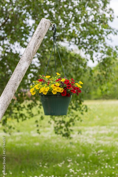 Fototapeta flowerpots with red and yellow petunias hanging on a tree in the garden 