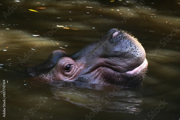 Obraz hippopotame