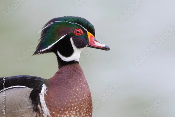 Obraz Male American Wood Duck (Aix sponsa) portrait, Lake Morton, Florida, USA