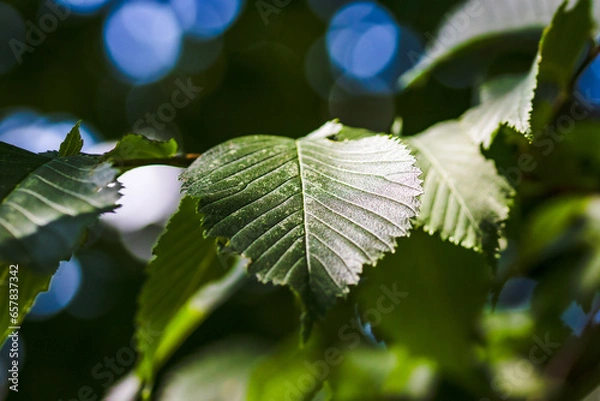 Obraz Leaf in autumn