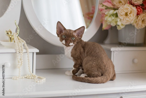 Fototapeta Devon Rex kitten color chocolate and white sitting on the dressing table 