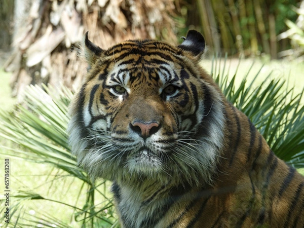 Fototapeta Tigre de Sumatra