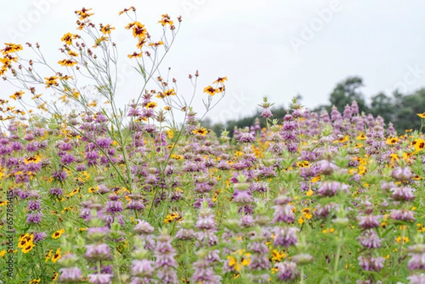Obraz Texas Spring Wildflowers