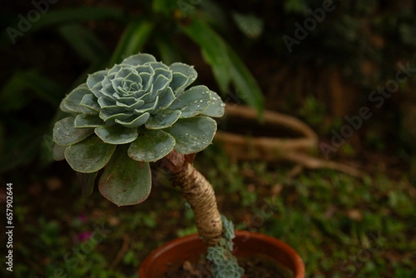 Obraz Colorful Garden