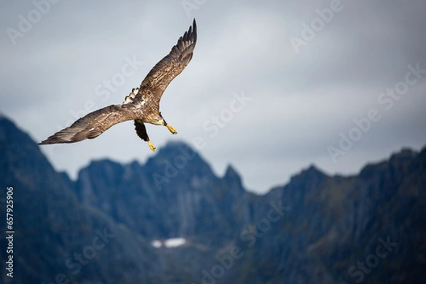 Obraz Sea Eagle in Flight