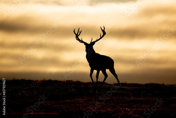 Obraz Stag Sunrise