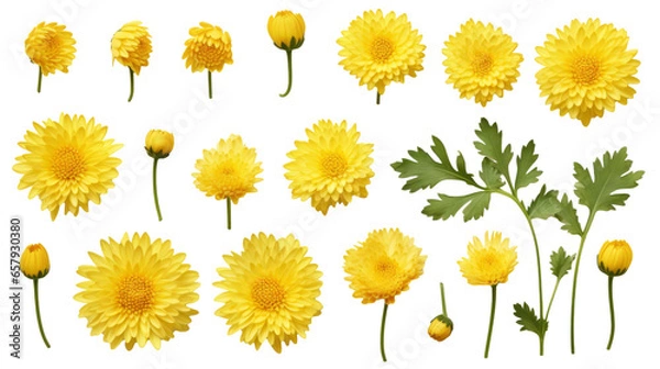 Fototapeta Delicate Yellow Chrysanthemum Set: Top View of Flowers, Buds, & Leaves on Transparent Background, PNG