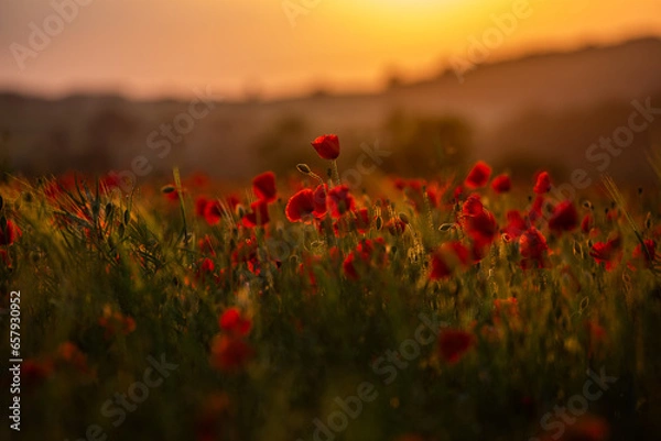 Obraz Poppies at Sunset