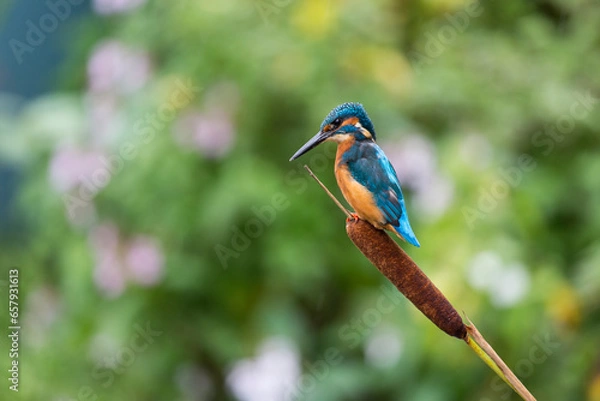 Obraz Kingfisher on a Reed
