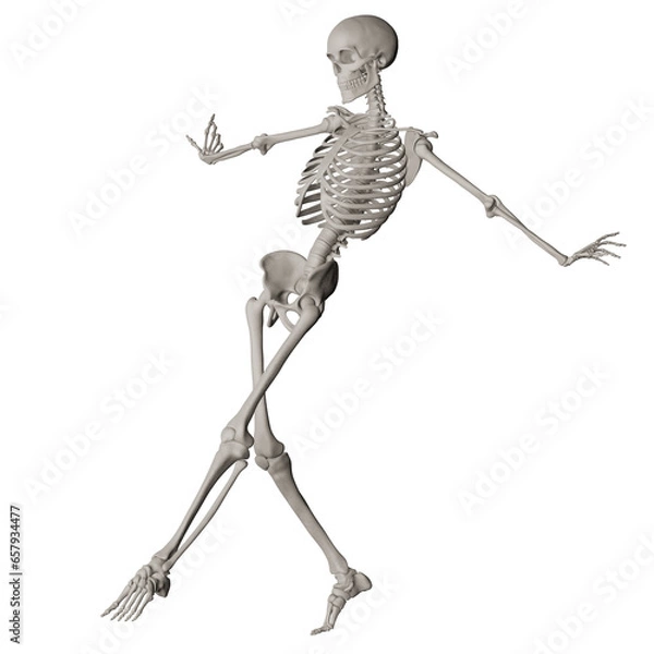 Fototapeta skeleton posing 3d render illustration